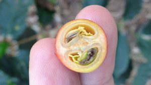 Coffee-cherry-cross-section-bisected