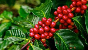 What is coffee?